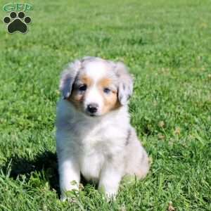 Georgie, Miniature Australian Shepherd Puppy