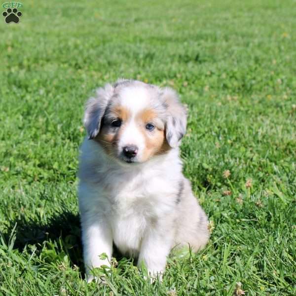Georgie, Miniature Australian Shepherd Puppy