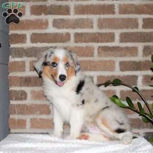 Georgie, Miniature Australian Shepherd Puppy