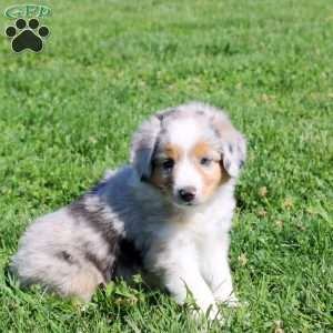 Georgie, Miniature Australian Shepherd Puppy