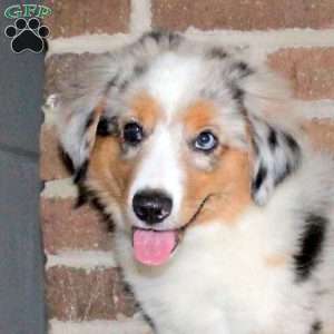 Georgie, Miniature Australian Shepherd Puppy