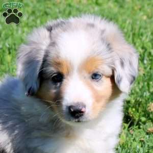 Georgie, Miniature Australian Shepherd Puppy