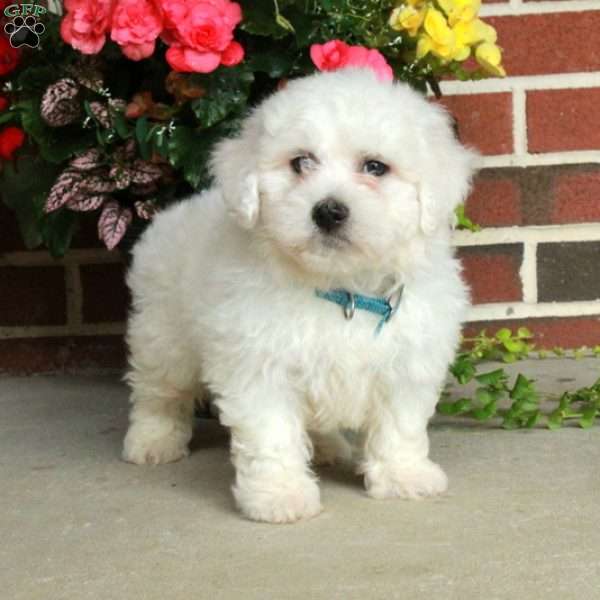 Gibby, Bichon Frise Puppy