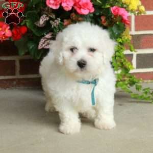 Gibby, Bichon Frise Puppy