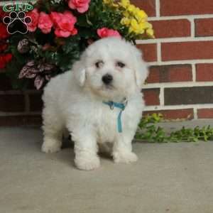 Gibby, Bichon Frise Puppy