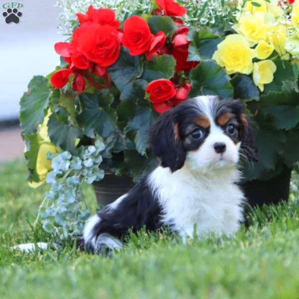 Gigi, Cavalier King Charles Spaniel Puppy