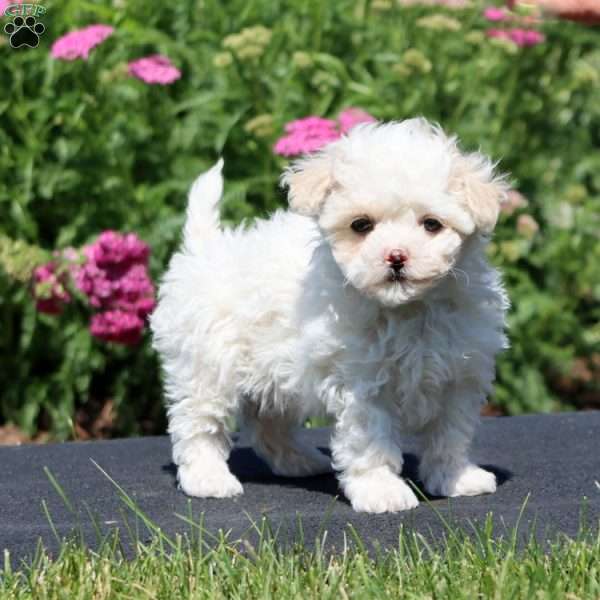 Gigi, Maltipoo Puppy