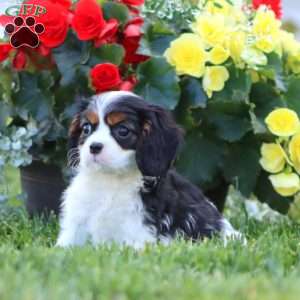 Gigi, Cavalier King Charles Spaniel Puppy