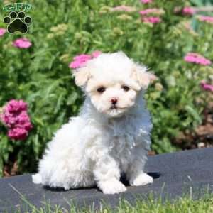 Gigi, Maltipoo Puppy