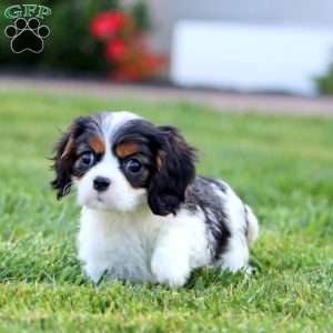 Gigi, Cavalier King Charles Spaniel Puppy