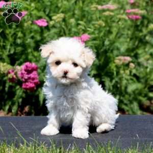 Gigi, Maltipoo Puppy
