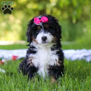 Gina, Mini Bernedoodle Puppy