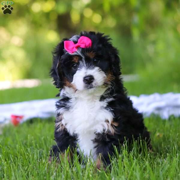 Gina, Mini Bernedoodle Puppy