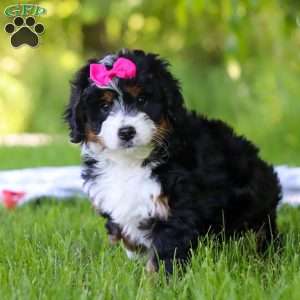 Gina, Mini Bernedoodle Puppy