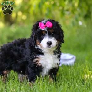 Gina, Mini Bernedoodle Puppy