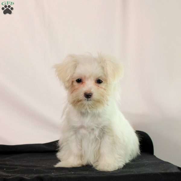 Gina, Maltese Puppy