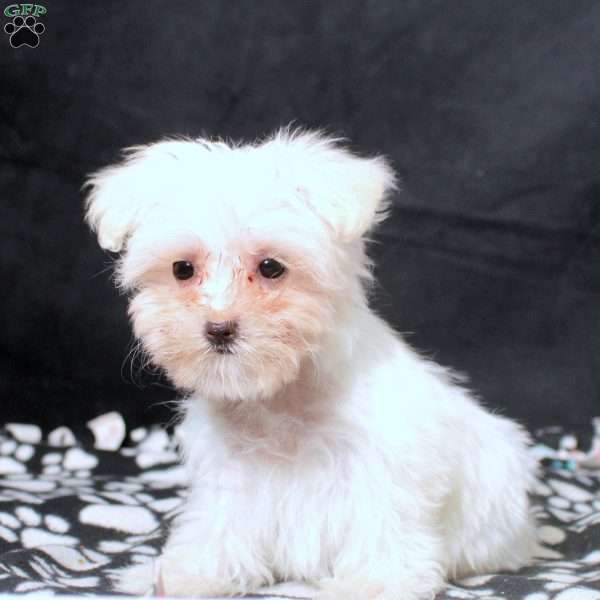 Gina, Maltese Puppy