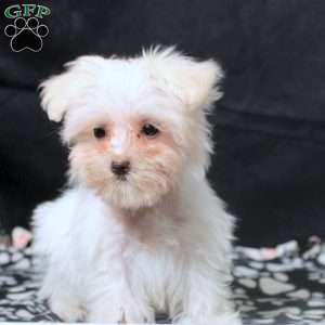 Gina, Maltese Puppy