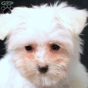 Gina, Maltese Puppy
