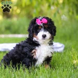 Gina, Mini Bernedoodle Puppy