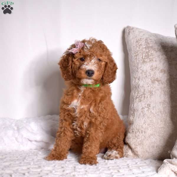 Ginger, Mini Goldendoodle Puppy