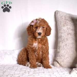 Ginger, Mini Goldendoodle Puppy
