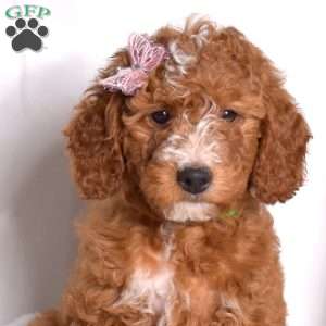 Ginger, Mini Goldendoodle Puppy