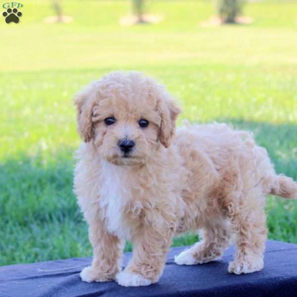 Ginny, Bich-Poo Puppy