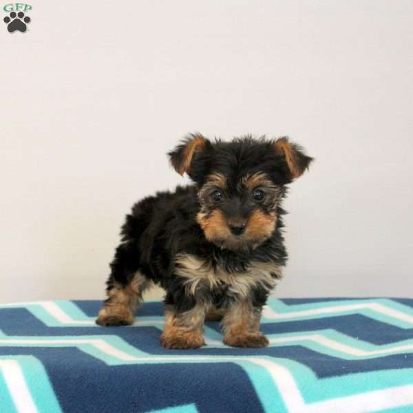 Ginny, Yorkie Puppy