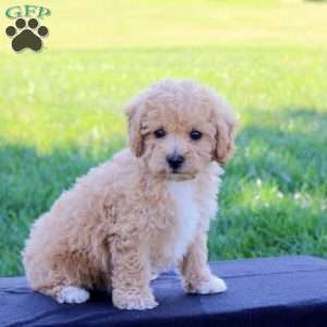 Ginny, Bich-Poo Puppy