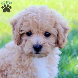 Ginny, Bich-Poo Puppy