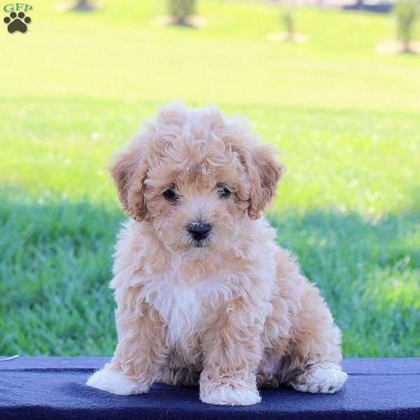 Giselle, Bich-Poo Puppy