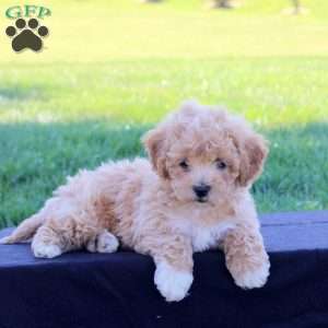 Giselle, Bich-Poo Puppy