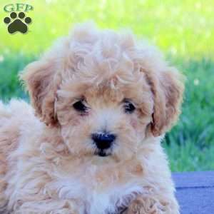 Giselle, Bich-Poo Puppy