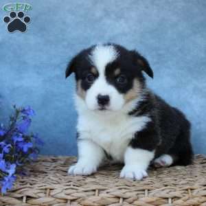 Gizmo, Pembroke Welsh Corgi Puppy