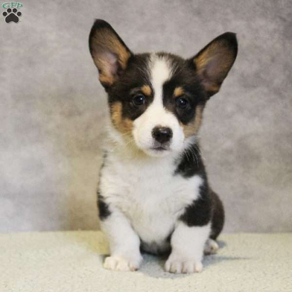 Gizmo, Pembroke Welsh Corgi Puppy