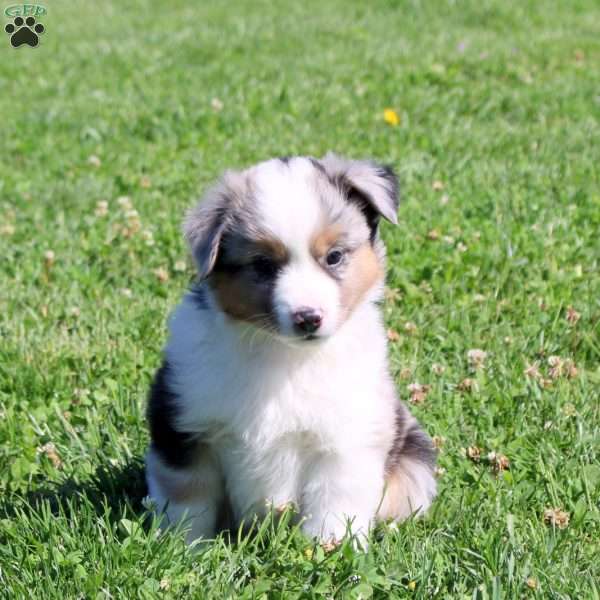 Glacier, Miniature Australian Shepherd Puppy
