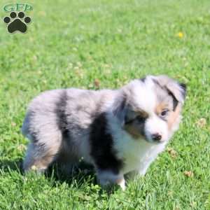 Glacier, Miniature Australian Shepherd Puppy
