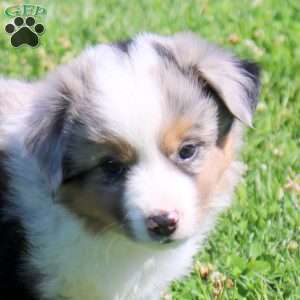 Glacier, Miniature Australian Shepherd Puppy