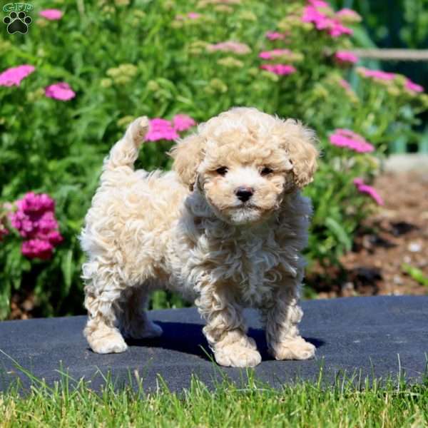 Gloria, Maltipoo Puppy