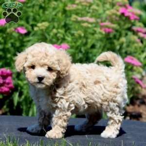 Gloria, Maltipoo Puppy