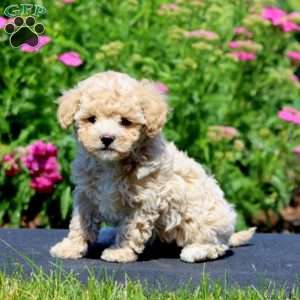 Gloria, Maltipoo Puppy