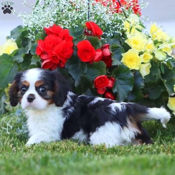 Goldie, Cavalier King Charles Spaniel Puppy