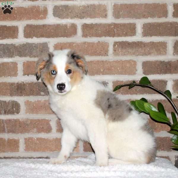Gordon, Miniature Australian Shepherd Puppy