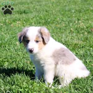 Gordon, Miniature Australian Shepherd Puppy