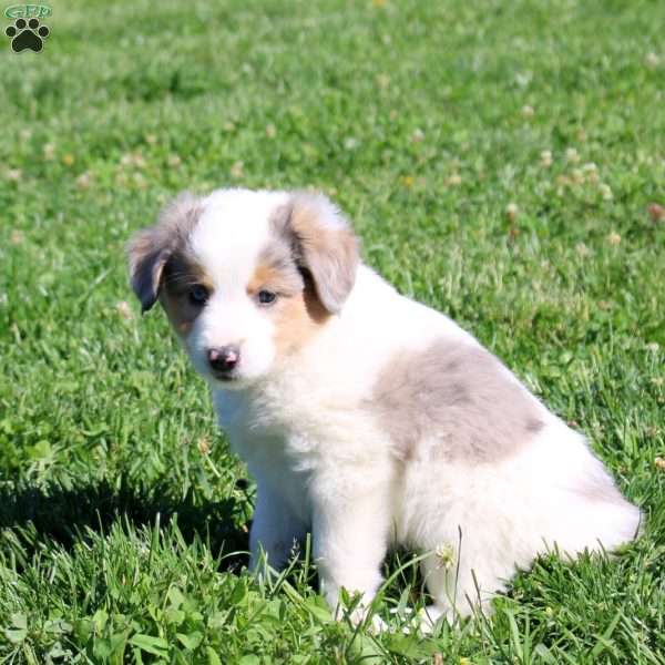 Gordon, Miniature Australian Shepherd Puppy
