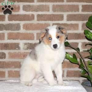 Gordon, Miniature Australian Shepherd Puppy