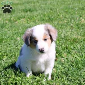 Gordon, Miniature Australian Shepherd Puppy