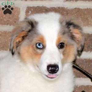 Gordon, Miniature Australian Shepherd Puppy