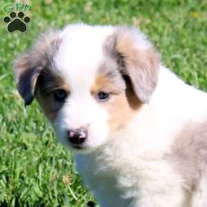 Gordon, Miniature Australian Shepherd Puppy